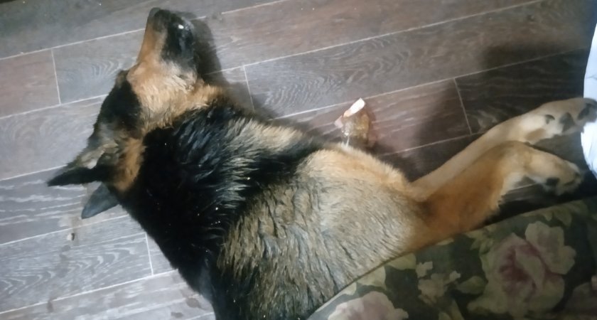 Полиция изучает 17 заявлений граждан по поводу отправления собак в Сыктывкаре
