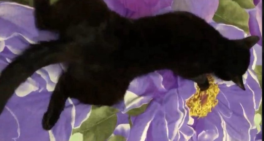 Хозяйка умершего кота отправила остаток собранных денег в сыктывкарский приют