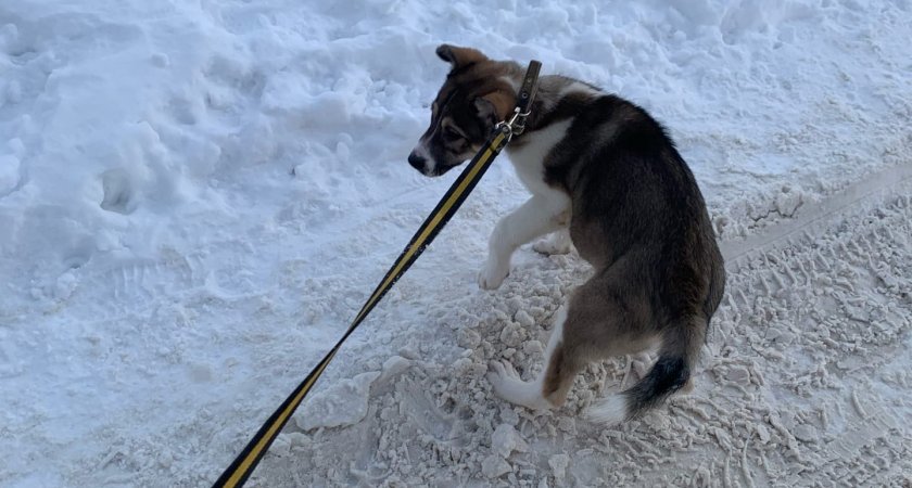 В Сыктывкаре подросток душил собаку ошейником и избивал ногами