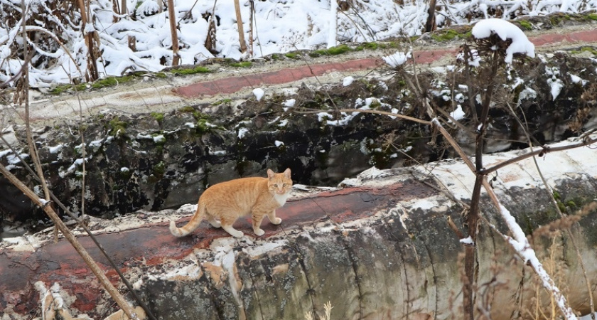 В Сыктывкаре нашли трубу, на которой может согреться три тысячи котов