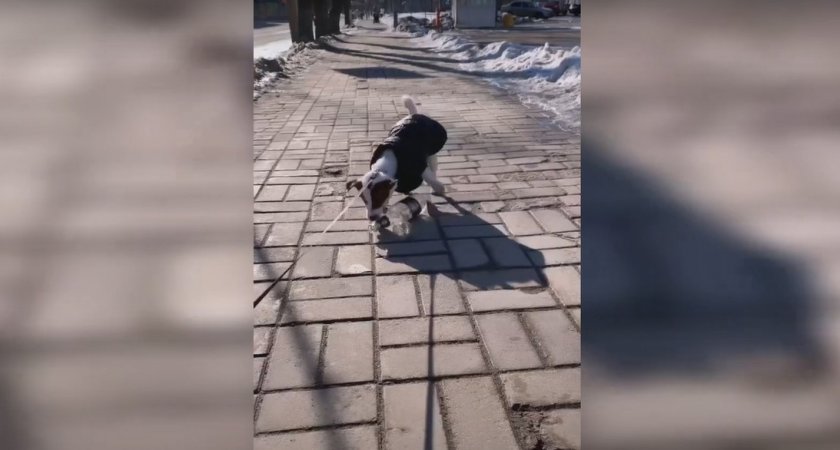 Маленькая собака — большие поступки: щенок убирает бутылки и мусор с улиц Сыктывкара
