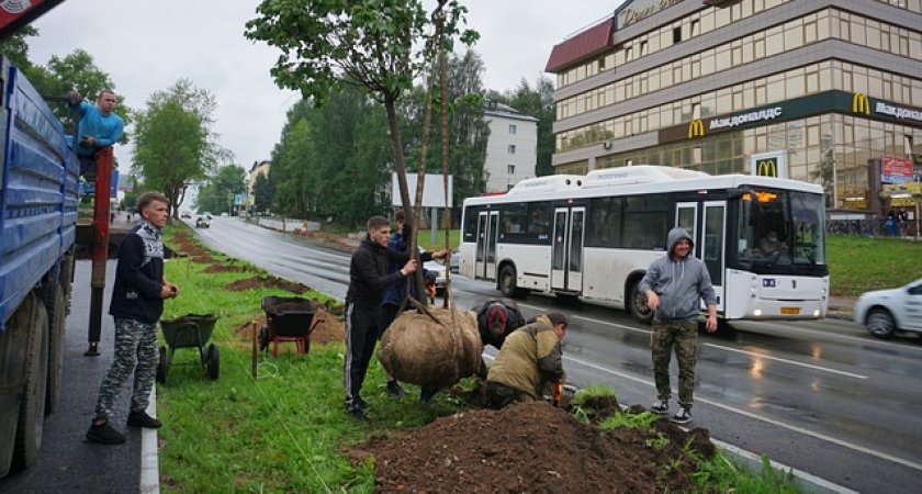 В историческом центре Сыктывкара появится больше 100 деревьев