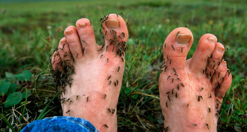 Экологи рассказали, когда комары начнут донимать жителей Коми