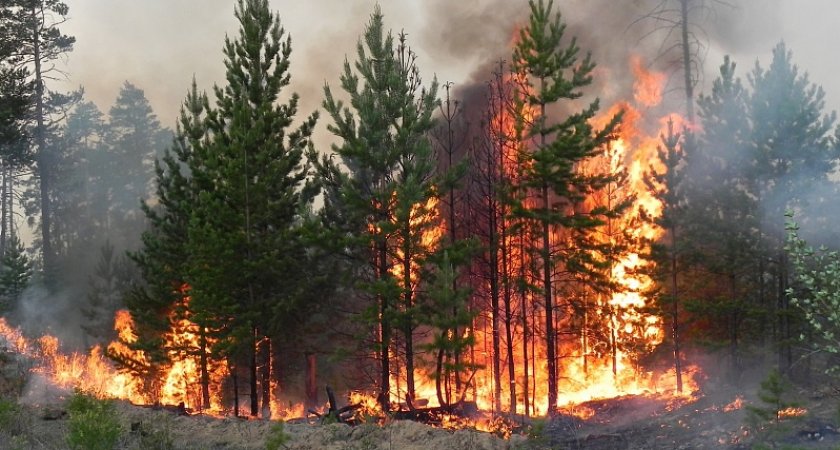 В Коми потушили масштабный лесной пожар, который спалил 410 гектаров