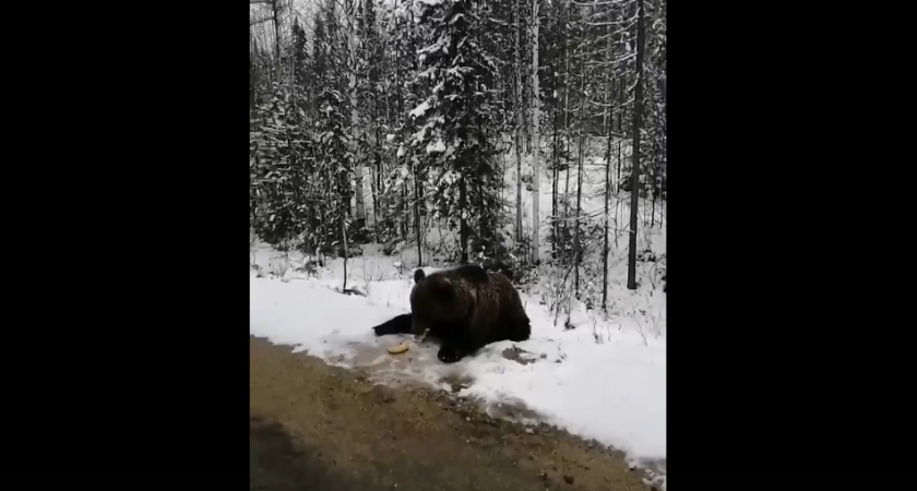 В Коми толстый медведь на обочине ел бананы