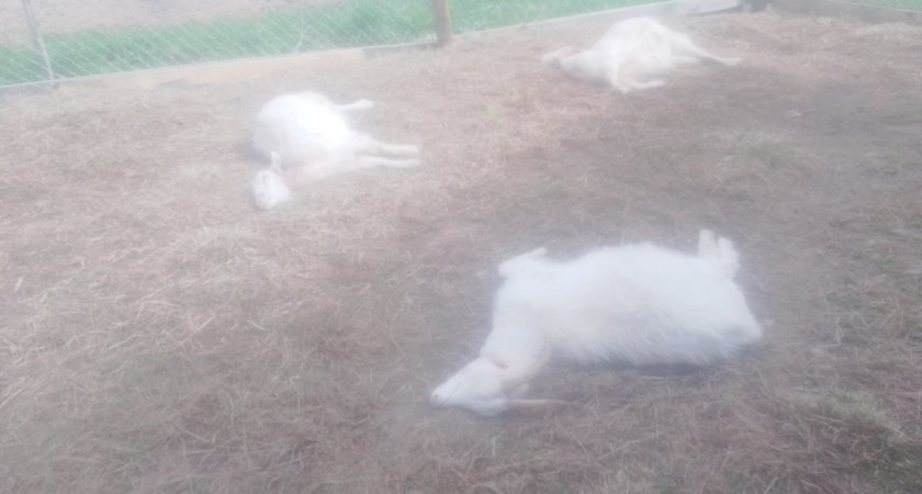 В селе под Сыктывкаром неизвестный расстреливает коз и котов