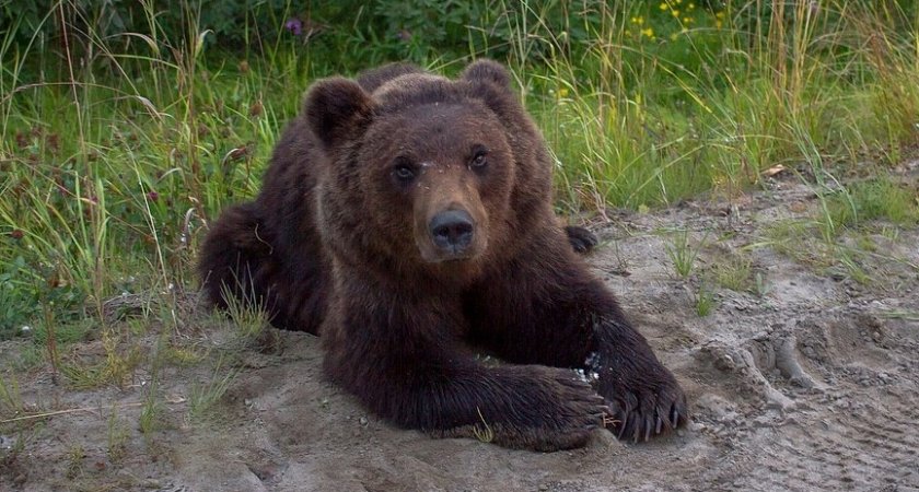 В Коми не могут прогнать медведей-"автостопщиков", которых прикормили люди