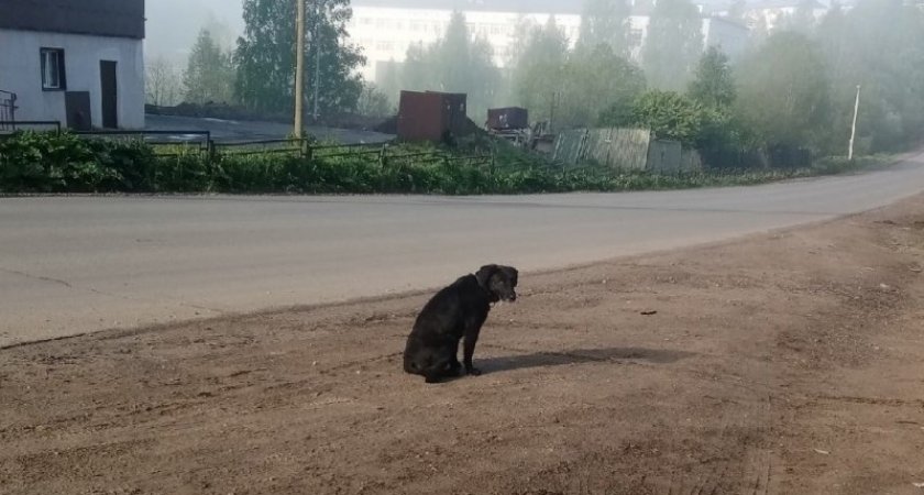 Под Сыктывкаром одинокая собака сутками ждет хозяев, которые ее бросили