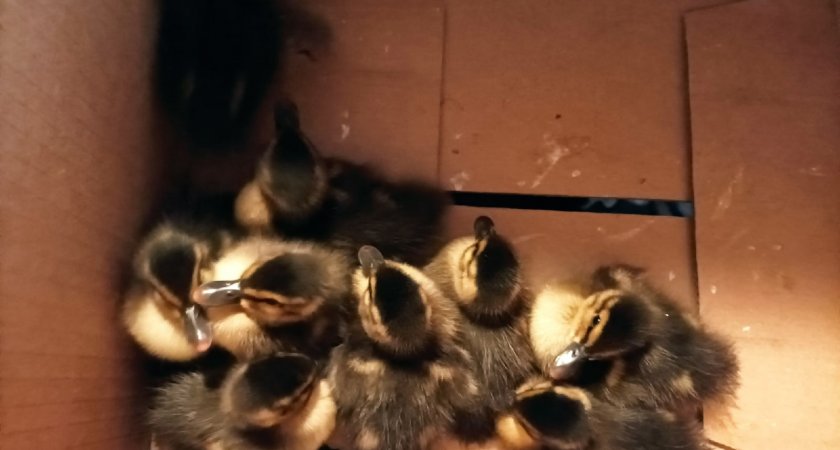 Сыктывкарцы спасли от верной смерти целую утиную семью