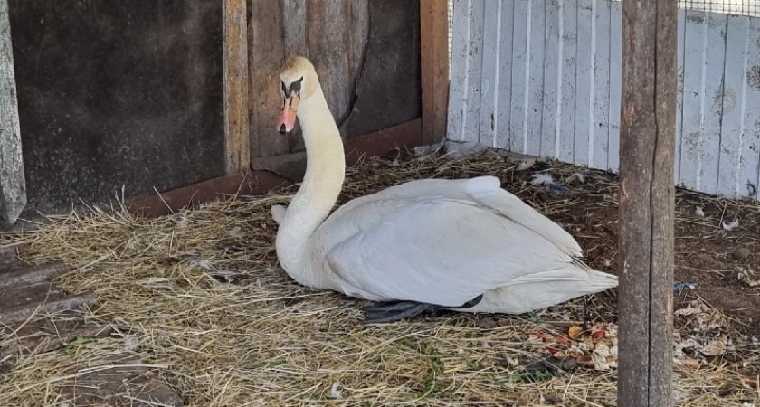 Спасенного под Ухтой лебедя "выгуливают" на шлейке