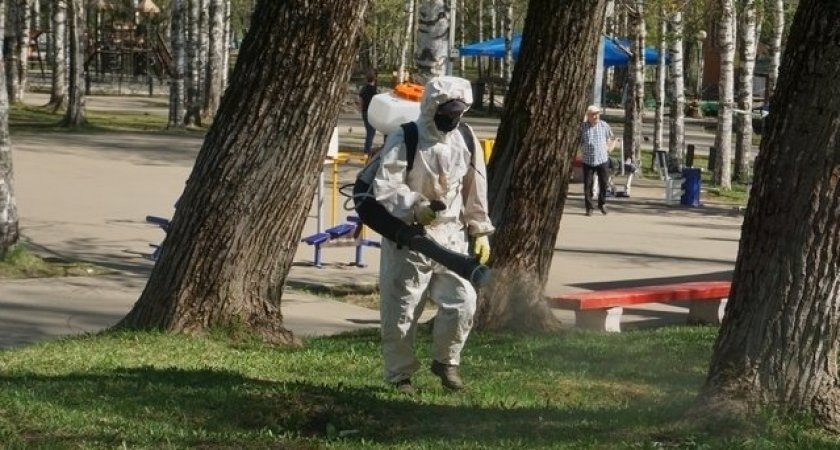 В Коми поступила вакцина от клещей: привиться можно бесплатно