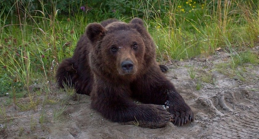 В Коми наконец-то прогнали медведя, который клянчил еду сидя на обочине