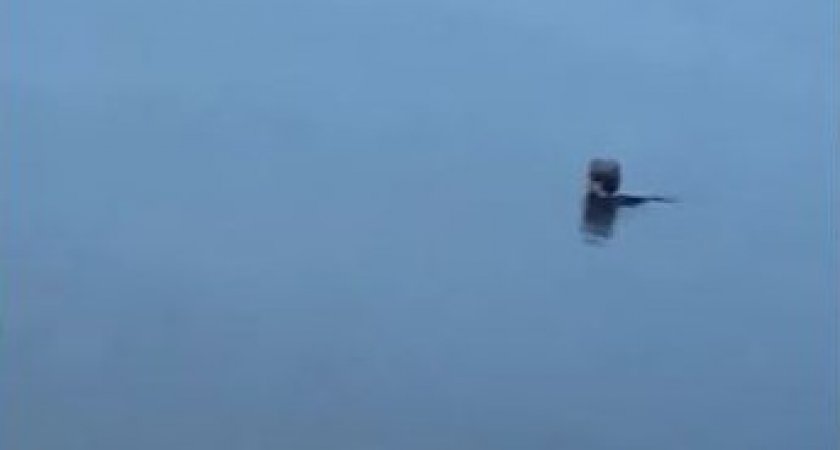 Следователи расследуют гибель девушки на воде в Печоре