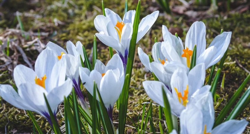 Врач рассказал об опасных для детей дачных цветах