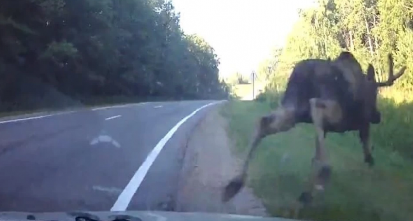 На дороге в Коми под машины прыгают лоси