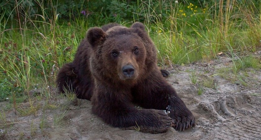 Раскрыта судьба медведя-автостопщика из Коми, который не хочет уходить в лес