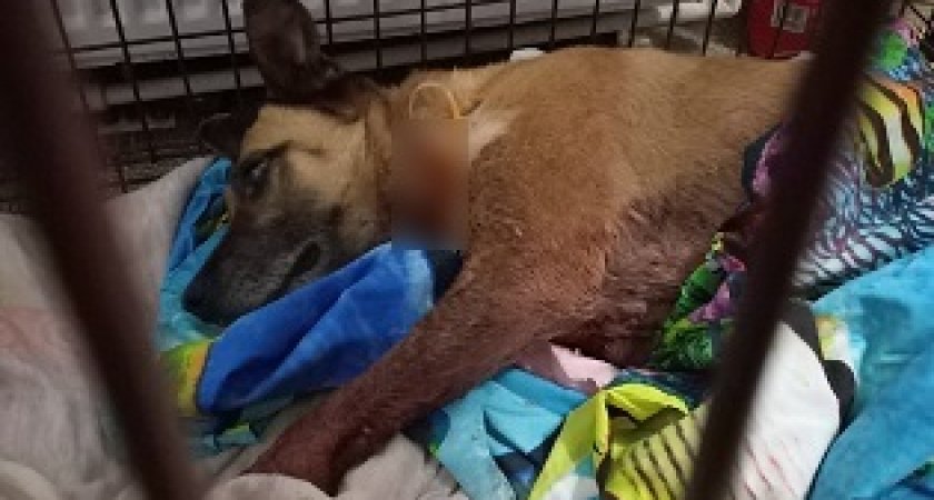 Живодера, который изрубил топором собаку под Сыктывкаром, ищет полиция