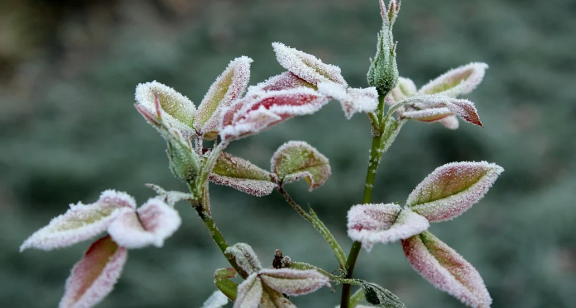 В Коми похолодает до -1 градуса
