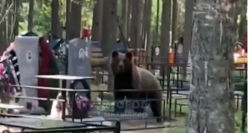 "Мишаня, хватит кушать!": сыктывкарцы напугали медведя на кладбище