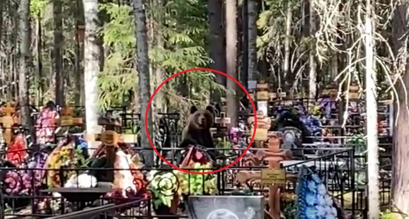 “Медведи приходят на кладбище за сладким”: эксперт объяснил появление зверя в Сыктывкаре