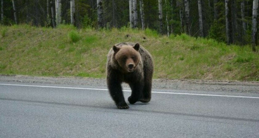 Мэр Сыктывкара предупредила горожан о медведе в городе