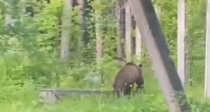 Появилось видео, как медведь рыскал по огороду в Сыктывкаре