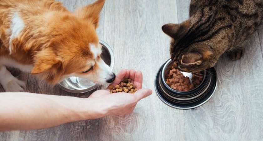 В Коми подешевел корм для животных