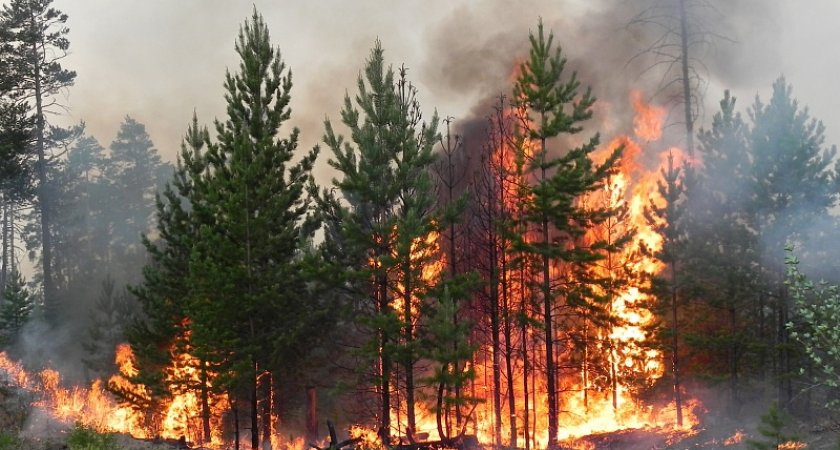 В Коми полыхает шесть участков леса