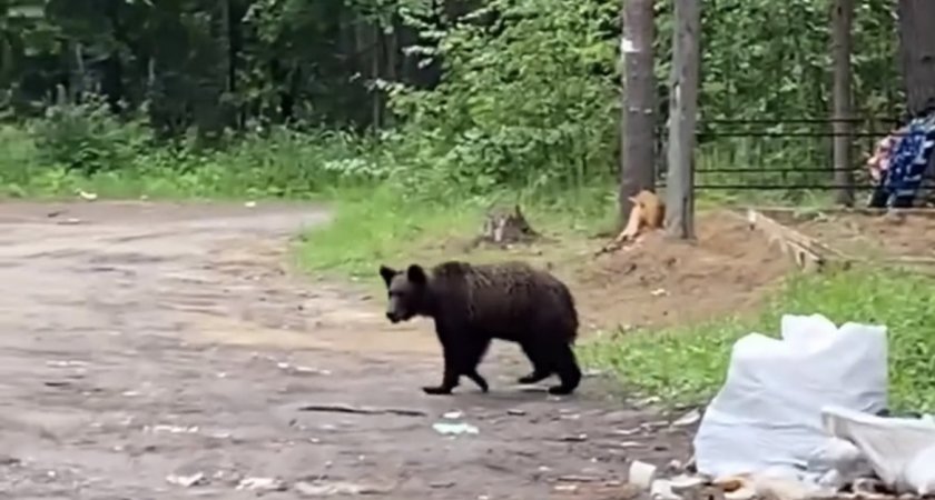 Медведь продолжает кормиться мусором на краснозатонском кладбище в Сыктывкаре