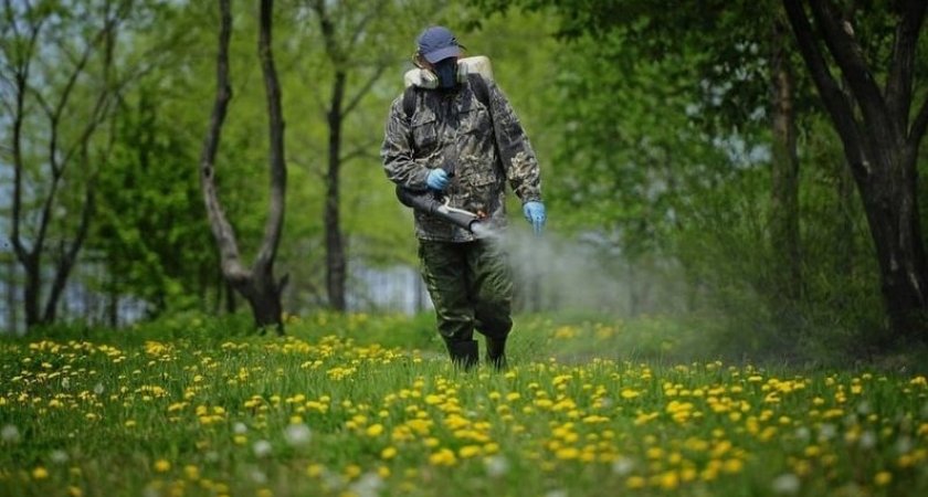 Клещи атакуют: за неделю в больницы Коми обратилось 154 человека