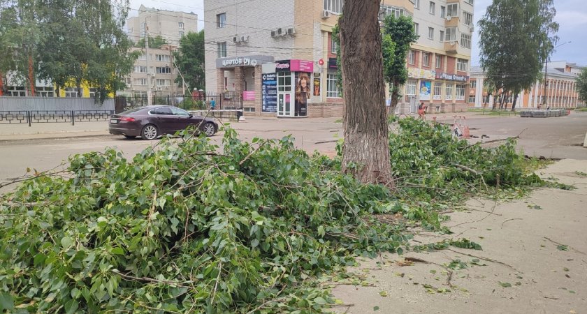 На улице Куратова в Сыктывкаре массово вырубают деревья: для чего это делают