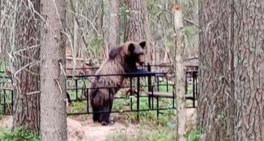 “Ждут, чтобы кого-то съели?”: сыктывкарка встретила медведя на краснозатонском кладбище