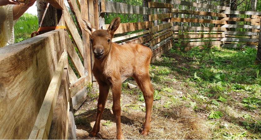 Для лосенка Фырки, которого спасли на трассе в Коми, купят загон за 1,5 миллиона рублей