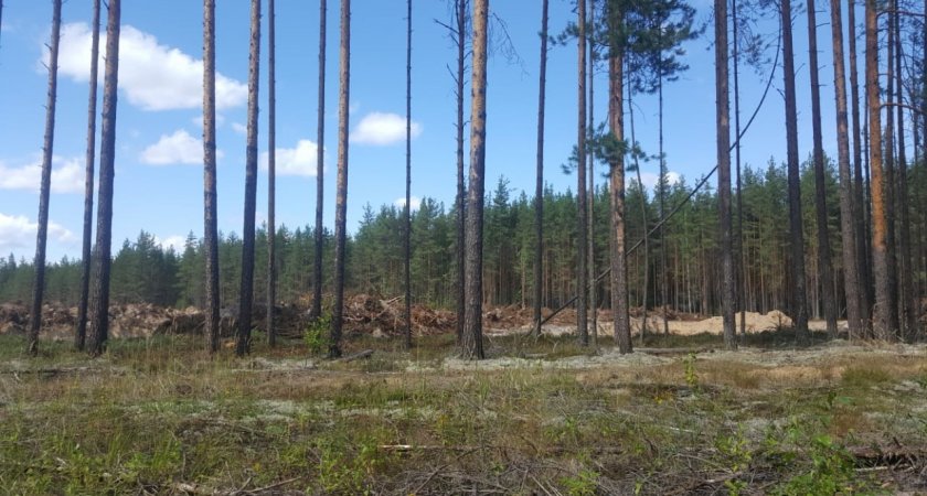 Кто и для чего вырубает лес в поселке Пычим?