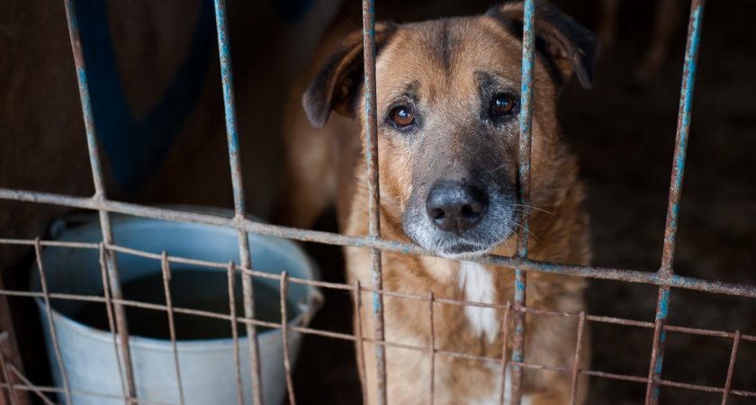 Правительство Коми поможет желающим открыть приюты для животных