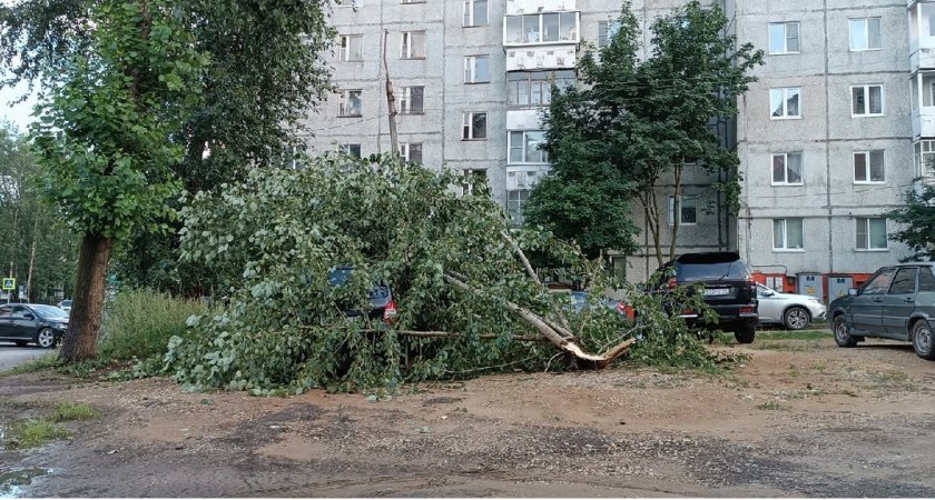 Из-за шторма в Сыктывкаре рухнуло десять деревьев