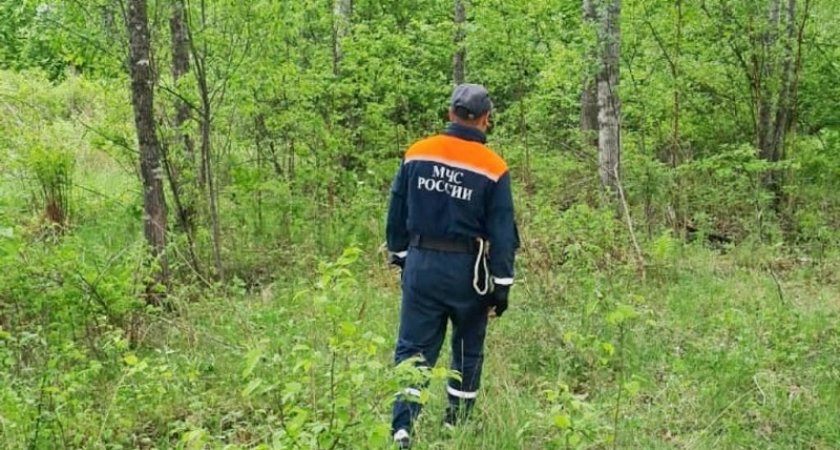 В лесах Коми ввели режим чрезвычайной ситуации