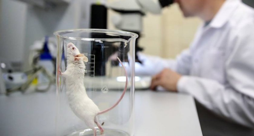 В Коми ученые купят беговую дорожку для мышей за 5 миллионов рублей