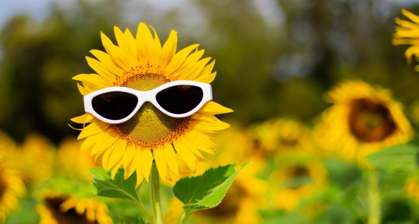 Как правильно провести первые субботу и воскресенье конца лета: гороскоп на 6 и 7 августа