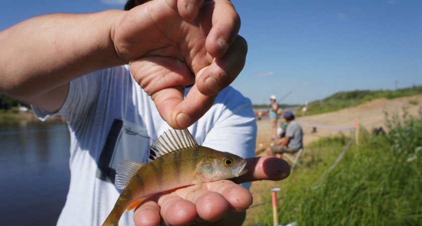На фестивале "Трехозерный карась" сыктывкарцы ловили рыбу на берегу Заречья