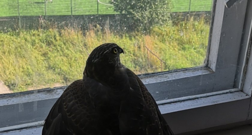 Под Сыктывкаром спасли ястреба, который застрял в подъезде многоэтажки