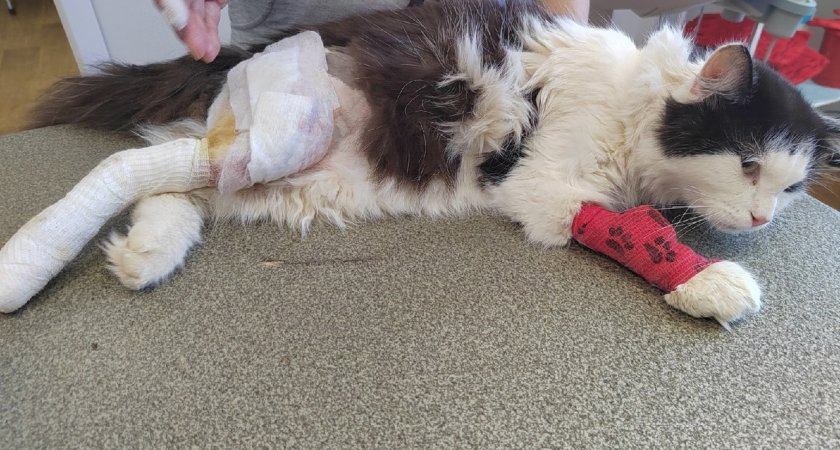 “Шансов на выживание мало”: волонтеры Сыктывкара рассказали, как летом спасают кошек