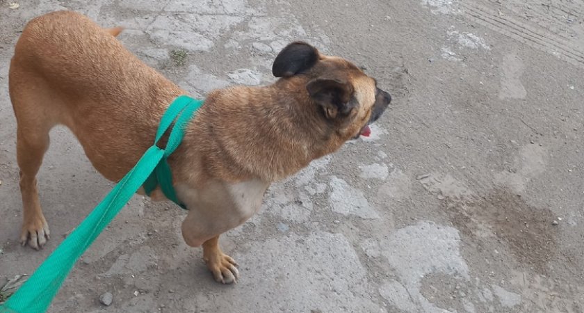 Собака, которую нашли изувеченной под Сыктывкаром, начала бегать