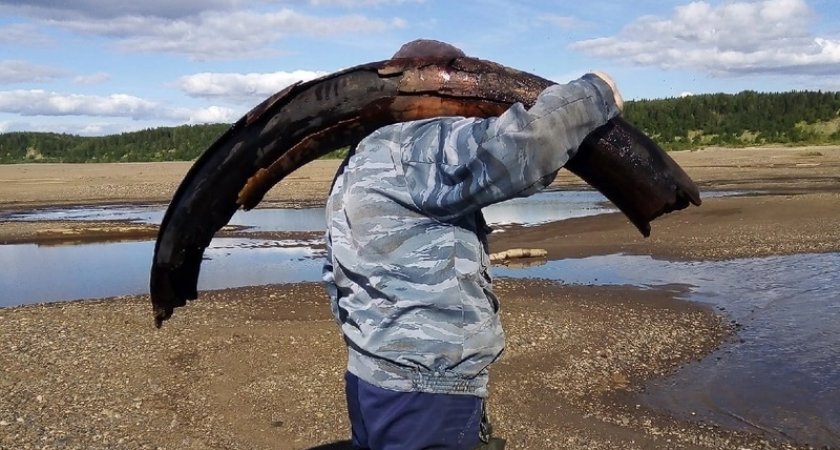 "Смотрим, коряга лежит": в Коми на реке обнаружили останки мамонта