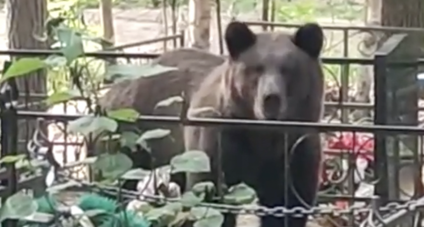Медведь пришел на поминки на кладбище под Сыктывкаром