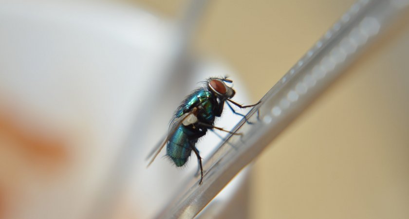 Эксперт объяснила, чем могут быть опасны мухи