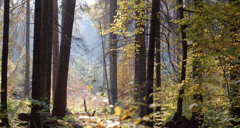 В Сыктывкаре отменят особый противопожарный режим