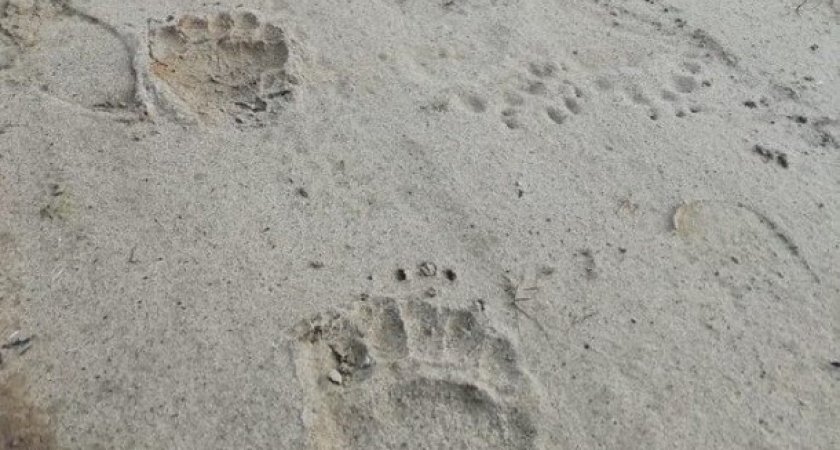 Житель Коми наткнулся на следы медведя и перестал выходить на связь