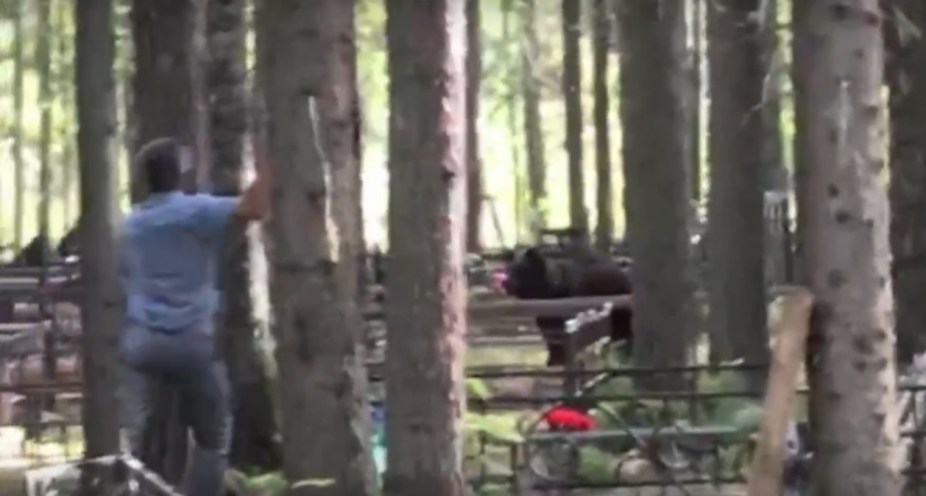 На медведей, которые бродят по кладбищу в Сыктывкаре, откроют охоту