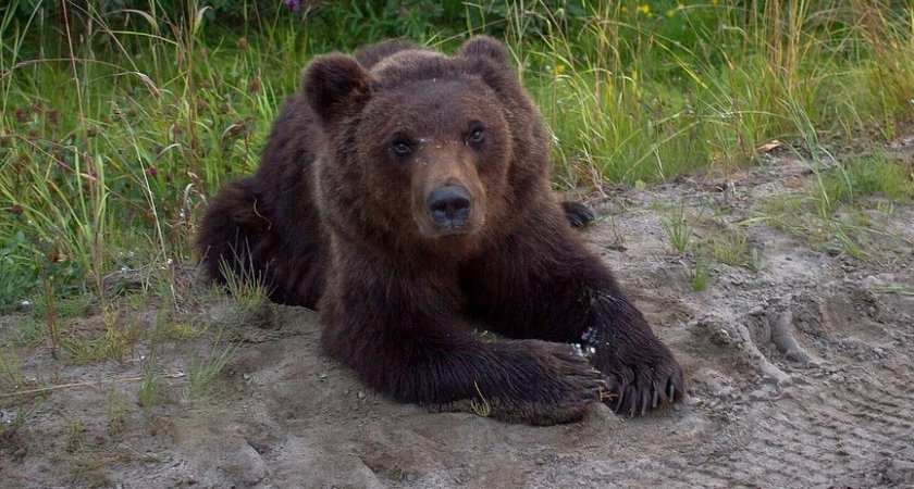 В Сыктывкаре застрелили медведя, который бродил по Краснозатонскому кладбищу